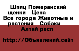 Шпиц Померанский щенки › Цена ­ 25 000 - Все города Животные и растения » Собаки   . Алтай респ.